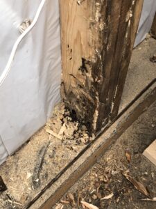 Wood slowly chipped away by pests